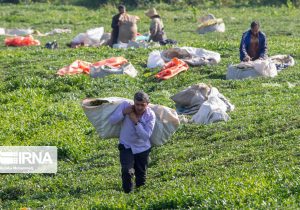 تولید ۱۱ هزار و ۸۰۰ تن چای خشک در کشور