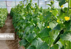 صرفه‌جویی در مصرف با احداث گلخانه‌ها