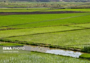 نشاء برنج در گیلان پایان یافت