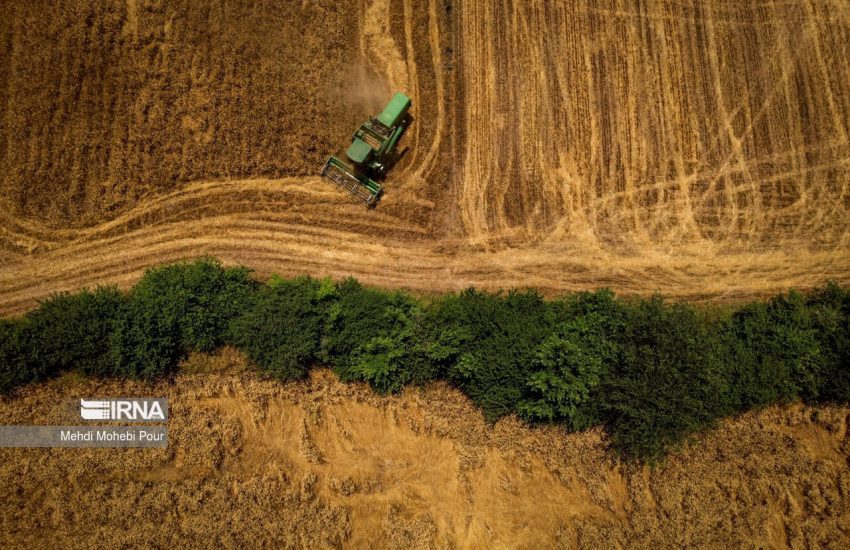 فصل برداشت گندم در مازندران