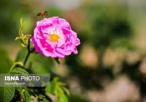 برداشت گل محمدی در کاشان