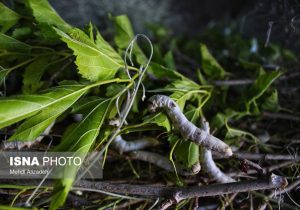تولید پیله ابریشم در استان خراسان شمالی