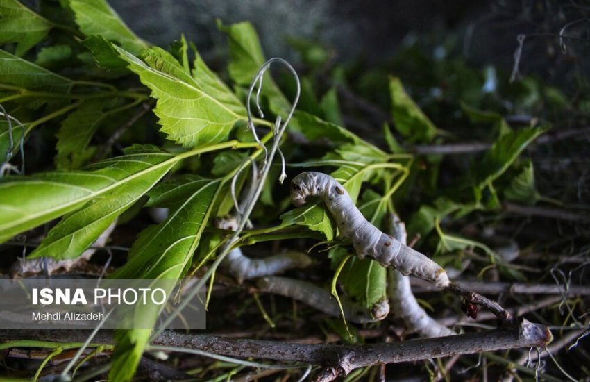 تولید پیله ابریشم در استان خراسان شمالی