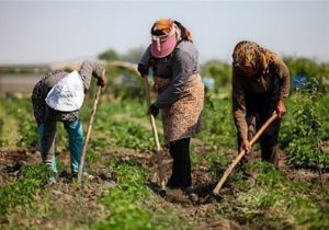 مسائل کلیدی اقتصاد بخش کشاورزی