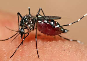 آیا تب دنگی کشنده است؟