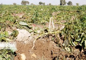 خسارت به محصولات کشاورزی در صورت تداوم بارش های تابستانی