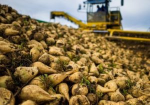 ثبت رکورد جدید تولید چغندر قند پاییزه