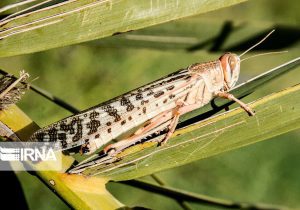 احتمال ۸۰ درصدی حمله ملخ در بهمن‌ماه