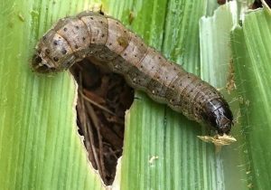 لزوم خروج آفت “کرم برگ‌خوار پاییزه” از فهرست آفات قرنطینه‌ای خارجی