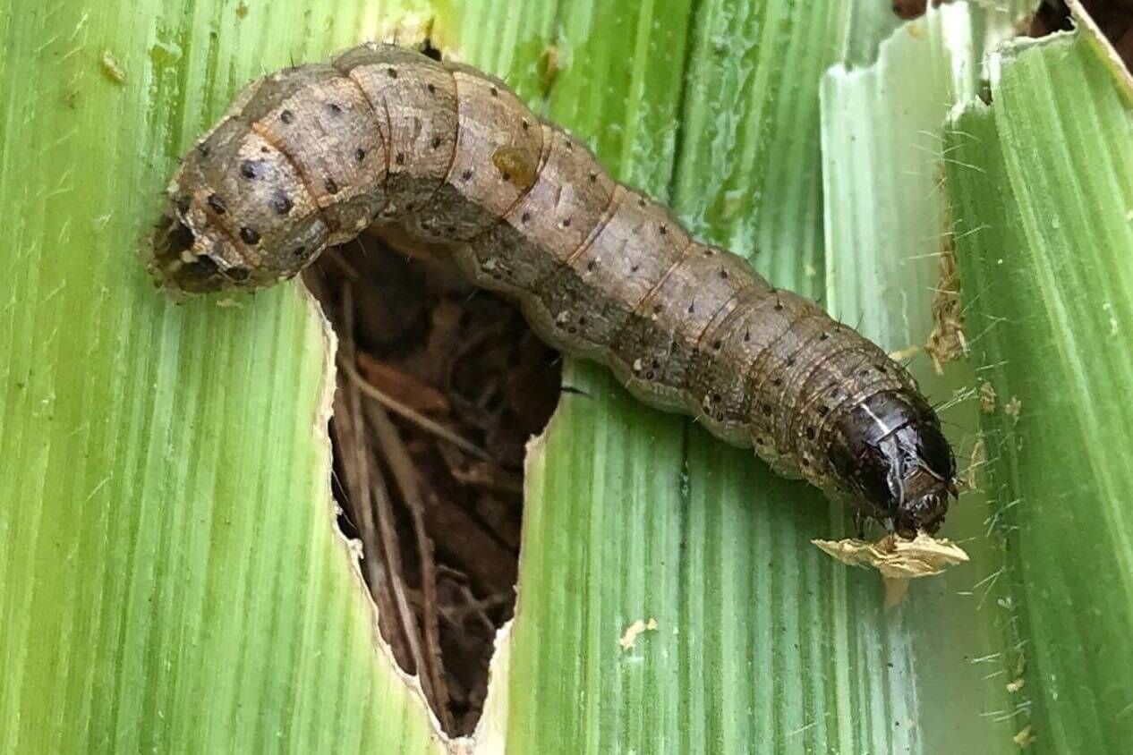 لزوم خروج آفت “کرم برگ‌خوار پاییزه” از فهرست آفات قرنطینه‌ای خارجی