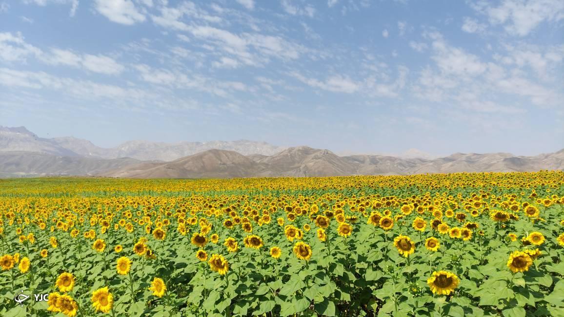 برداشت تخم آفتابگردان از مزارع قیر و کارزین