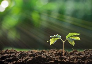 این خاک رشد گیاه را ۱۰ برابر می‌کند