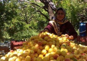 بیش از ۶ هزار تن زردآلو از باغات قم برداشت می‌شود!