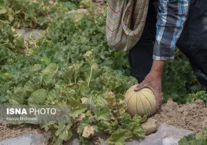 کم آبی سطح زیر کشت طالبی ساوه را کاهش داد