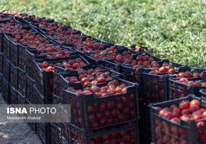 اجرای برنامه کاهش مصرف سموم کشاورزی