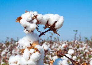 کشت پنبه مشمول کود یارانه‌ای شد