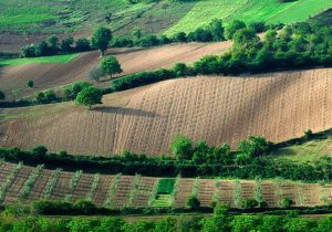 پایان صدور سند اراضی کشاورزی ظرف ۳ تا ۵ سال آینده