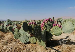 مزرعه کاکتوس در جویم