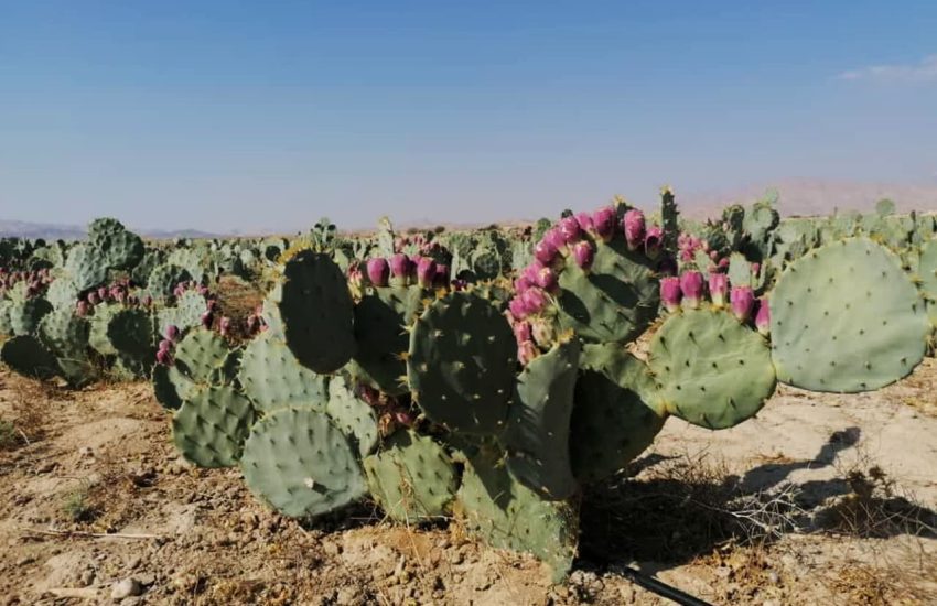 مزرعه کاکتوس در جویم