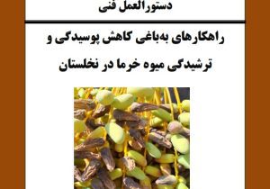 راهکارهای کاهش پوسیدگی و ترشیدگی میوه خرما در نخلستان