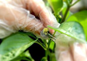 فعالیت واحدهای فرآوری و بسته‌بندی گیاهان دارویی در کشور