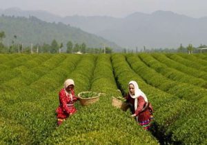 خرید ۸۴ هزار تن برگ سبز چای از چایکاران