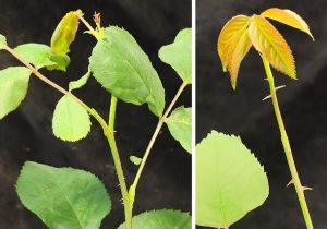 دانشمندان گل رز بدون خار پرورش دادند!