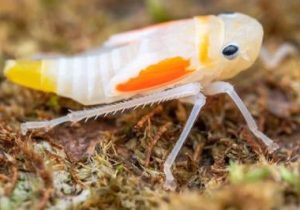 تصاویری از نوزاد زنجرک با ظاهری شگفت‌انگیز