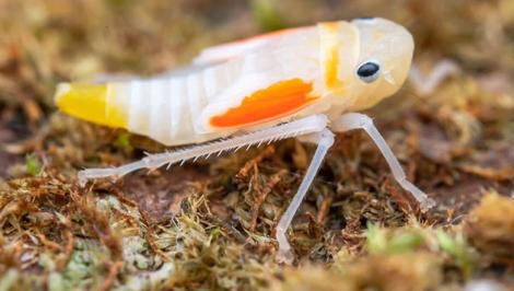 تصاویری از نوزاد زنجرک با ظاهری شگفت‌انگیز