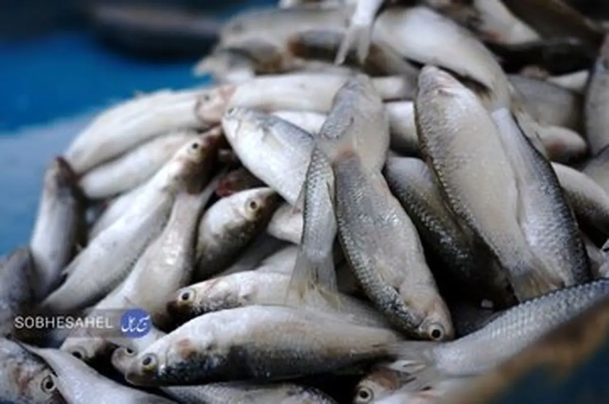 ماهی شمال بهتر است یا جنوب؟