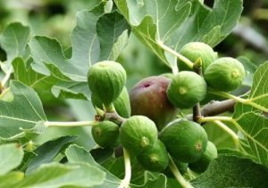 دلایل ریزش میوه‌های درخت انجیر