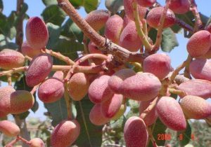 برداشت ۱۳۵۰ تن پسته از باغات اسکو