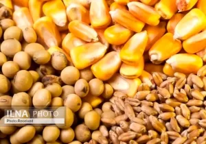 قیمت خرید تضمینی دانه‌های روغنی اعلام شد!