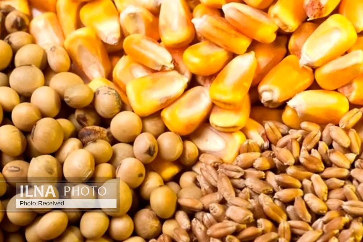 قیمت خرید تضمینی دانه‌های روغنی اعلام شد!