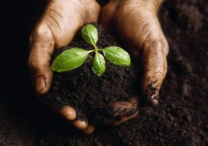 رفع آلودگی خاک و افزایش کیفیت محصولات کشاورزی با نانومواد