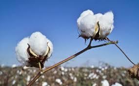 خودکفایی در تولید بذر پنبه مورد نیاز کشاورزان کشور