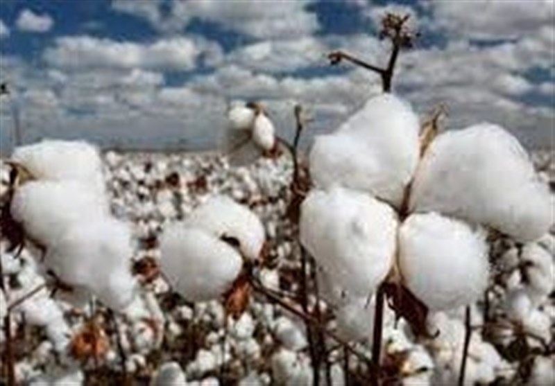 قیمت خرید تضمینی پنبه وش اعلام شد!