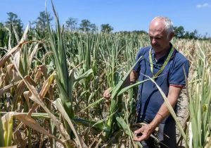 خطر آسیب به کشاورزی با کاهش ۸ تا ۱۲ درجه‌ای دما