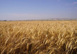 نرخ خرید تضمینی هر کیلوگرم گندم دوروم ۲۱ هزار تومان اعلام شد!