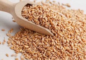 قیمت تضمینی هر کیلوگرم جو ۱۳۵۰۰ تومان تعیین شد!