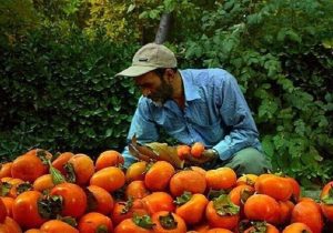 تولید ۶۳۰ تن خرمالو در باغات قزوین