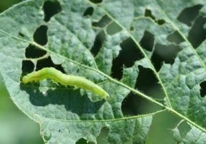 کنترل آفت «کرم برگ‌خوار پاییزه» در استان‌های جنوبی