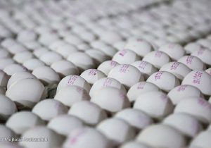 قیمت هرشانه تخم‌مرغ در فروشگاه‌های زنجیره‌ای ۱۳۰ هزارتومان است