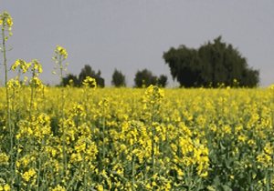 تولید کلزا ۲ برابر افزایش یافت