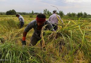 نرخ منطقی هرکیلو شلتوک منطقی نیست!