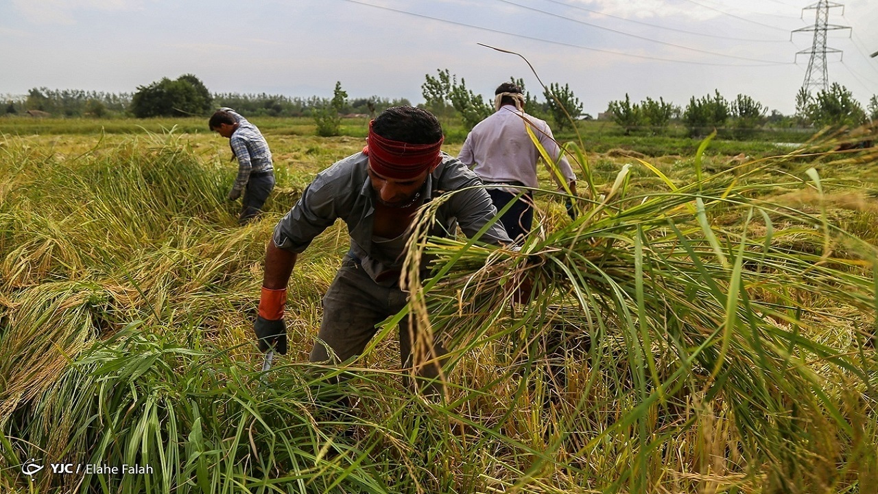 نرخ منطقی هرکیلو شلتوک منطقی نیست!