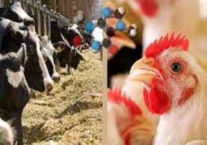 قیمت روز دام سبک به ازای هر کیلو گرم ۲۷۰ هزار تومان