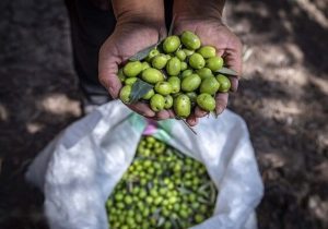 پیش‌بینی‌ برداشت ۵۰۰ تن زیتون در استان قم