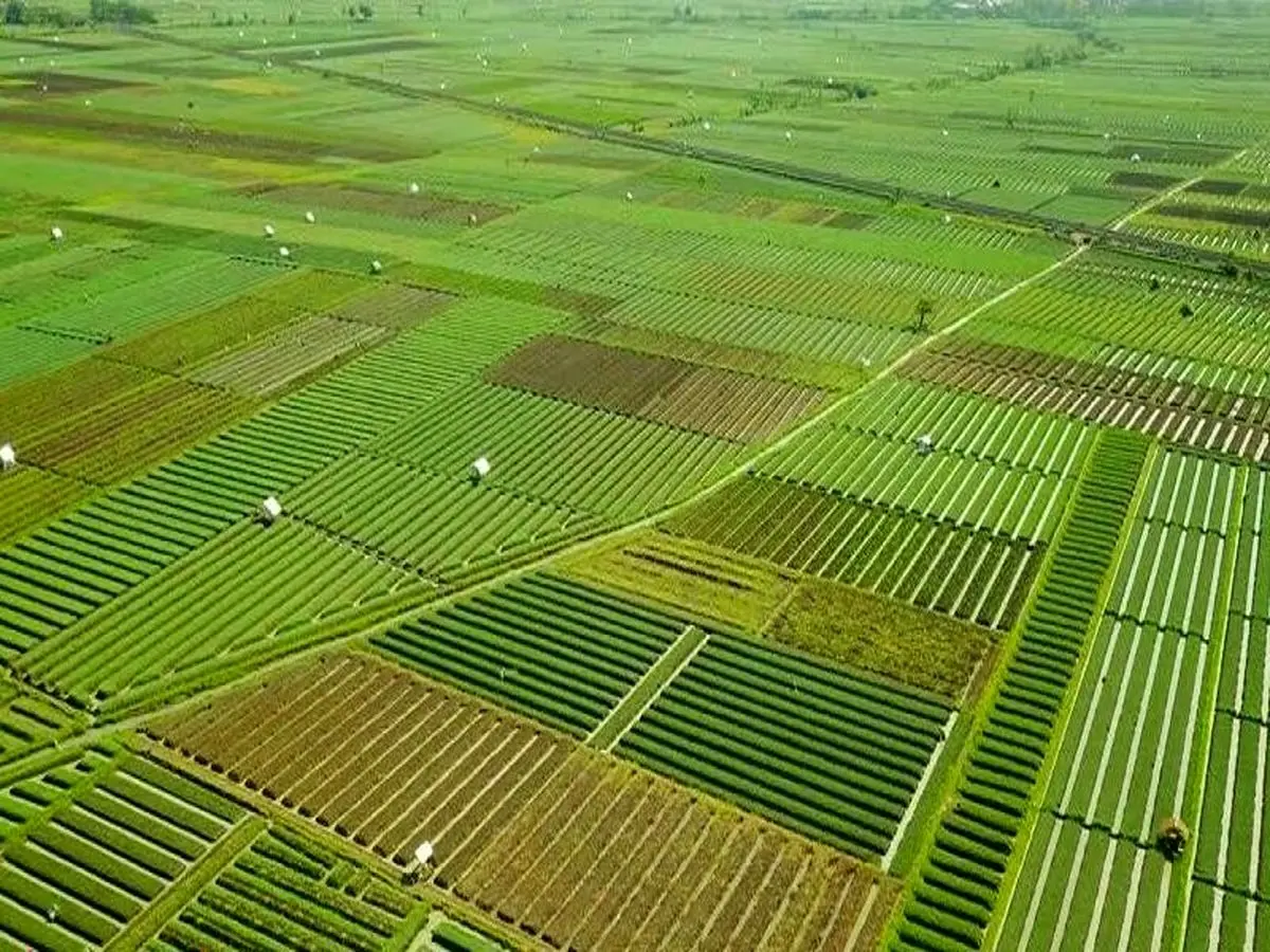 هزار هکتار از اراضی بوشهر تحت پوشش طرح دیمزار قرار گرفت