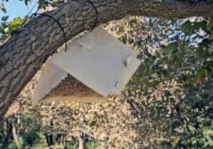 کنترل غیرشیمیایی موفق مگس میوه مدیترانه‌ای در باغات خرمالو + فیلم